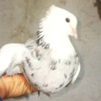 کبوتر|پرنده|خزل, |دیوار