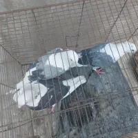 کبوتر تهرانی