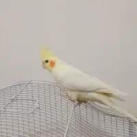 عروس