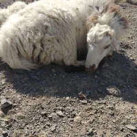 بره نر