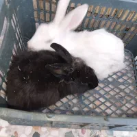 خرگوش