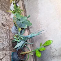 گل طبیعی با گلدان