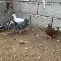 کبوتر رنگی افغانی