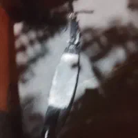اسکوتر در حد نو