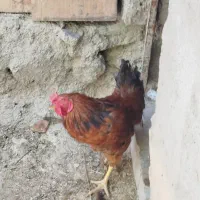 یک عدد خروس جوان