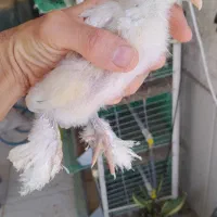 جوجه برهما ۱۸ روزه