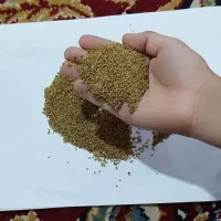 بذر یونجه (علف)