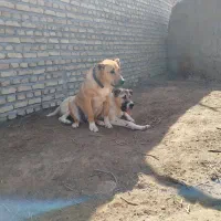 سگ خراسانی