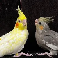 جوجه عروس هلندی