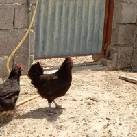 خورموج ومرغ