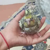 جوجه عروس هلندی