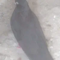 سه عدد کبوتر خوشگل دوتا نر یک ماده بال شور