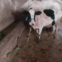 ۲راس گاو آبستن