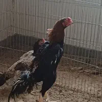 خروس و مرغ اشامو