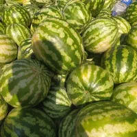 هندوانه جوین ارسال رایگانه