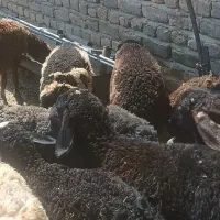 بره