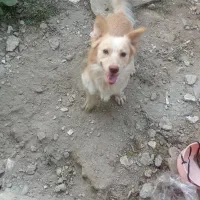 سگ.