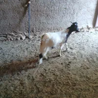کهره نر