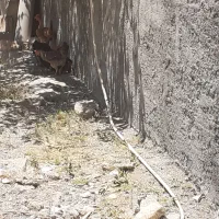 مرغ ورد فنس عوض کم