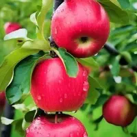 سبزی فروش حرفه ای