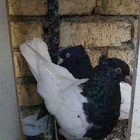 کله سیاه