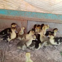 جوجه غاز اوکراینی خاکستری و جوجه اردک اسرائیلی