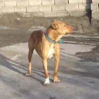 سگ ، پیت بول ، سرابی