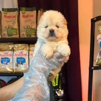 توله چاوچاو سوپر چمپیون