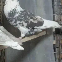 کفتر پرشی شازده سرور