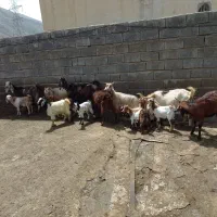بز وبزغاله