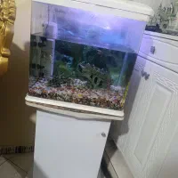 اکواریوم