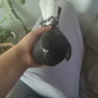 کفتر