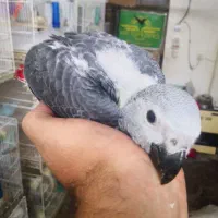 جوجه کاسکو
