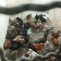 جوجه‌رسمی‌ از۴۰‌روزه‌تا‌۲‌ماهه