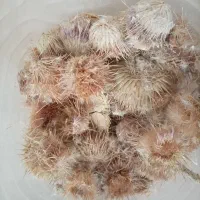 فروش گیاه دارویی