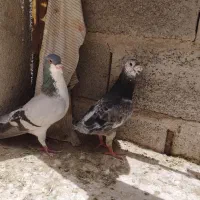 جفت نر|پرنده|زاهدان, |دیوار