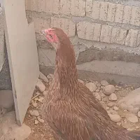 مرغ لاری