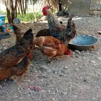 خوروس|حیوانات مزرعه|خرم‌آباد, |دیوار