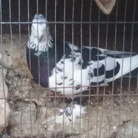کبوتر سوسکی نر فروشی