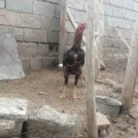 مرغ وخروس لاری