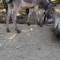 الاغ نر