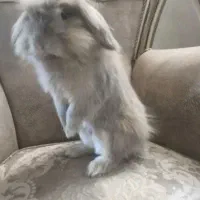 خرگوش لوپ|موش و خرگوش|فولادشهر, فولادشهر|دیوار