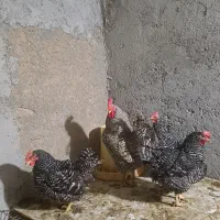 تخم مرغ نطفه دار