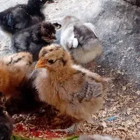 جوجه به همراهه مرغ کرچ