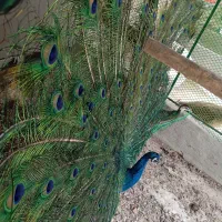 جوجه  طاووس