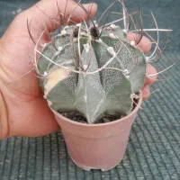 گل و کاکتوس