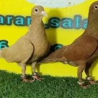 تخم کفتر کبوترمفت نطفه قوی تمیزکرمونی سرخ زردمعاوض