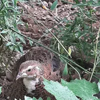 بلدرچین ماده تخم گذار ۷۵ روزه