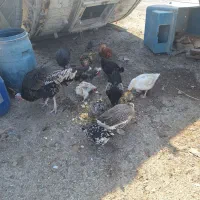 مرغ و خروس ، بوقلمون و قو غاز بفروش میرسد