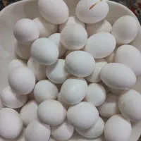 تخم مرغ محلی